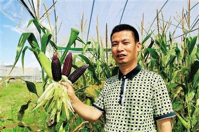 快菜病虫害及防治