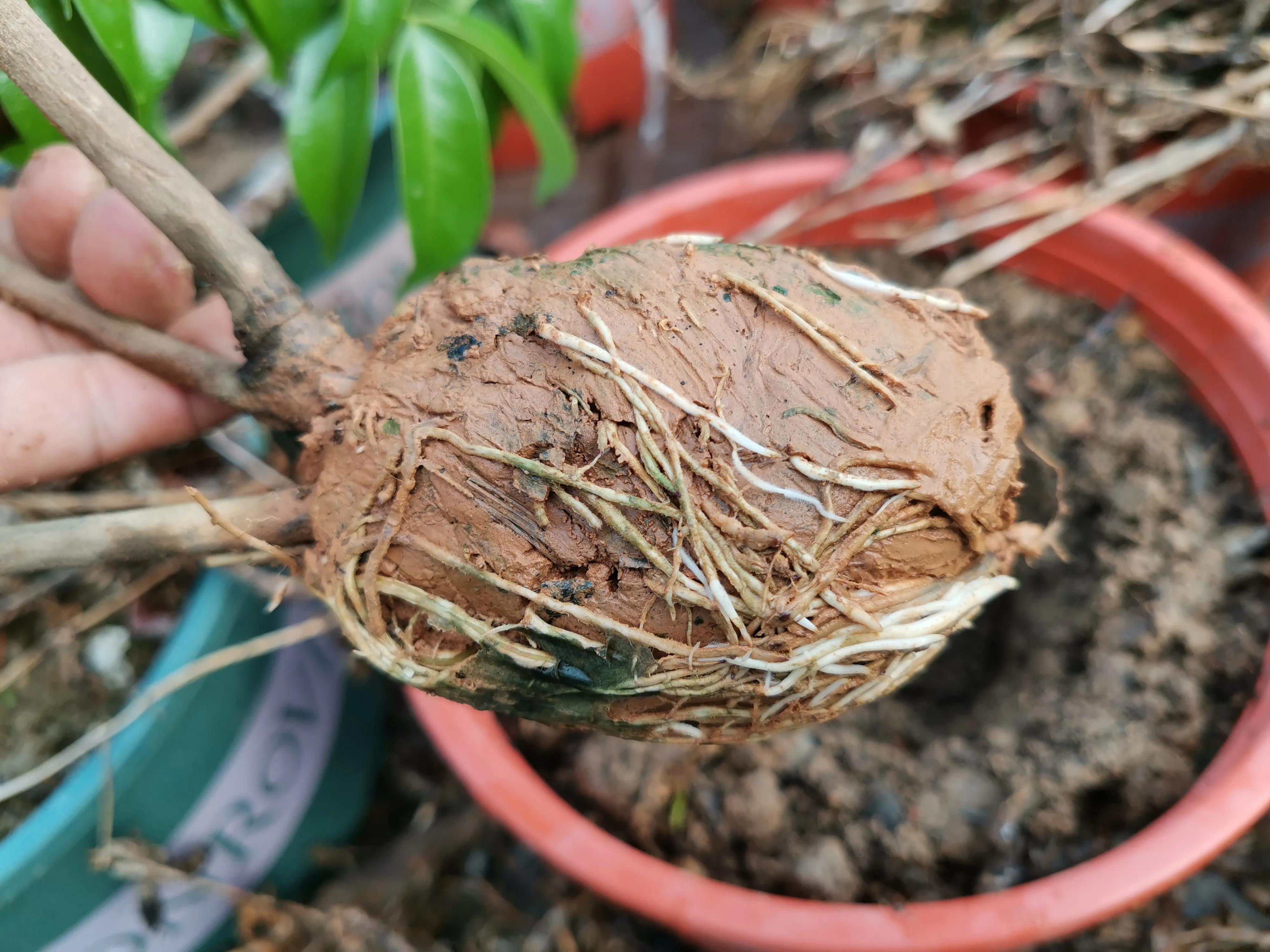 荔枝 种植技术_种植荔枝技术总结报告_种植荔枝技术要求