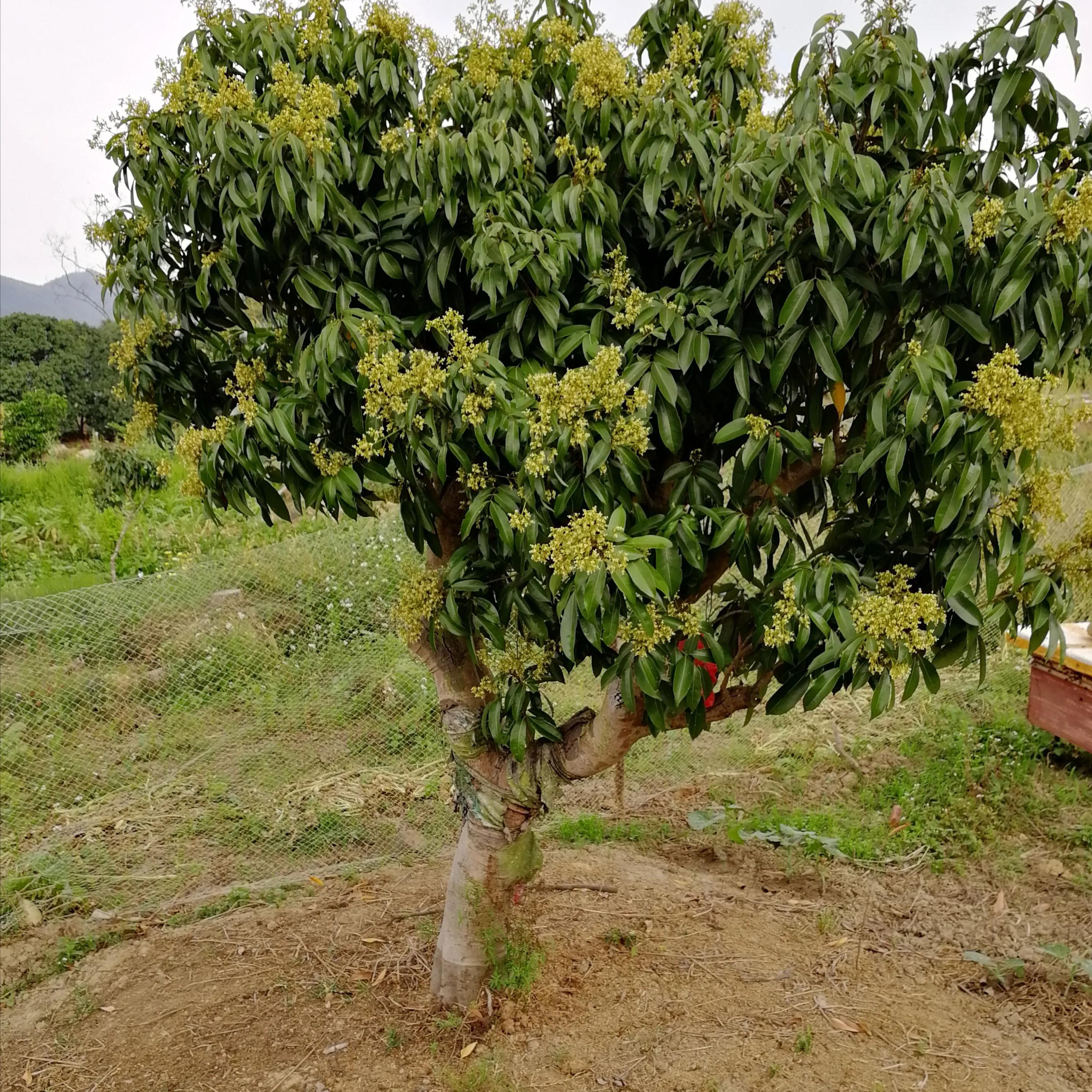 荔枝 种植技术_种植荔枝技术总结报告_种植荔枝技术要求