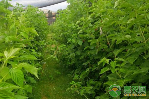 树莓日常养护管理：修剪分3次进行-图片版权归惠农网所有