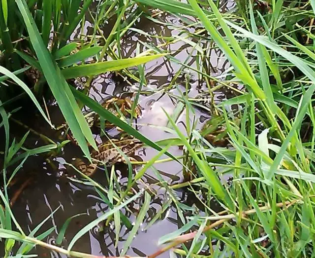 致富经 稻田养虾_致富虾稻田养殖视频_致富经稻田养虾视频