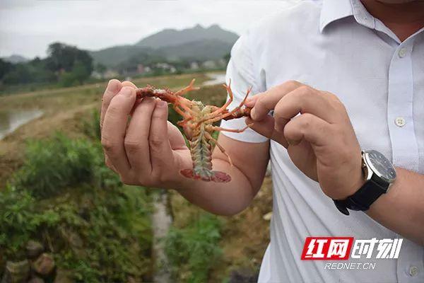 致富经稻田养虾视频_稻田养殖虾_致富经 稻田养虾