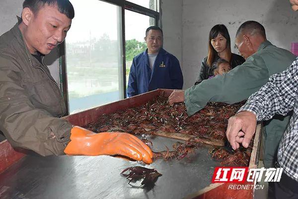 致富经稻田养虾视频_致富经 稻田养虾_稻田养殖虾