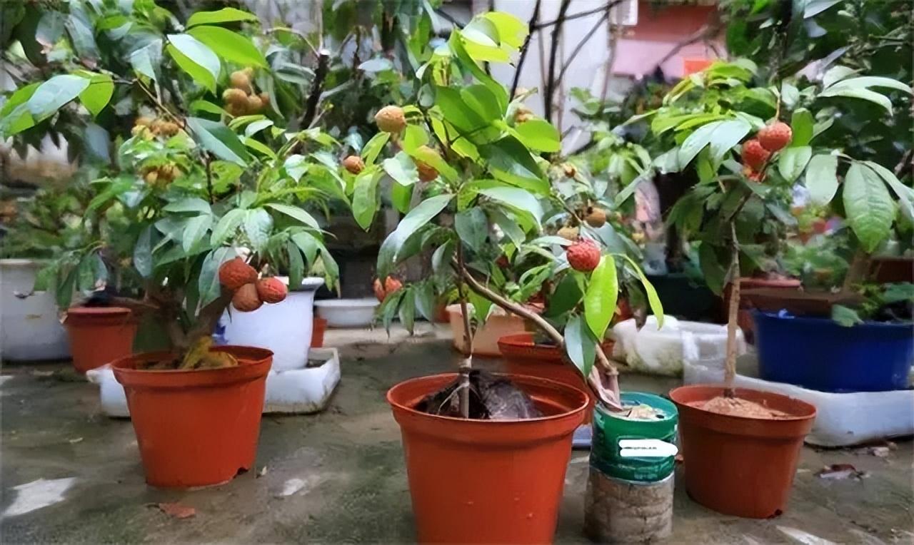 荔枝 种植技术_种植荔枝技术与管理_种植荔枝技术视频