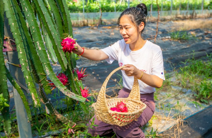 野葡萄种植技术_如何栽种野葡萄_野葡萄怎么种