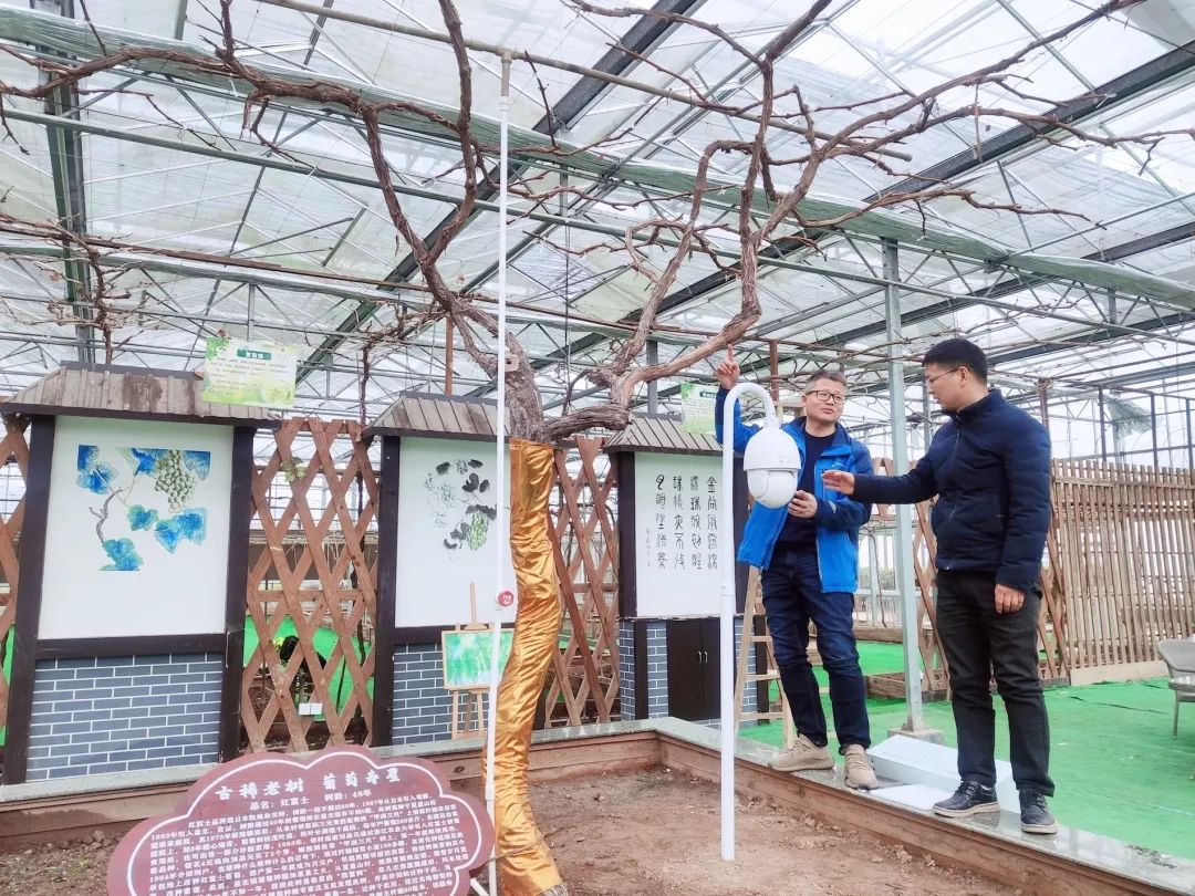 野生葡萄种植技术_野葡萄种植技术_野生葡萄种植