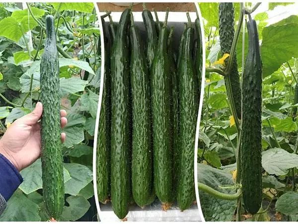 种蔬菜致富经_致富蔬菜种植材料是什么_种植蔬菜致富材料