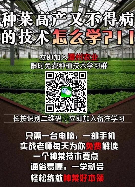 致富蔬菜种植材料是什么_种蔬菜致富经_种植蔬菜致富材料