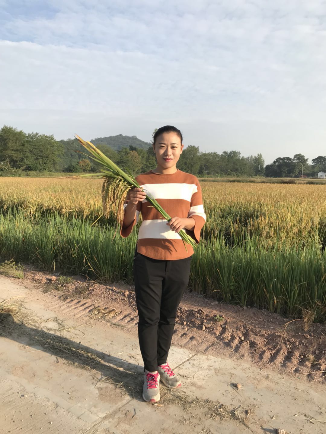 致富经 稻田养虾_稻田养殖虾_致富虾稻田养殖视频