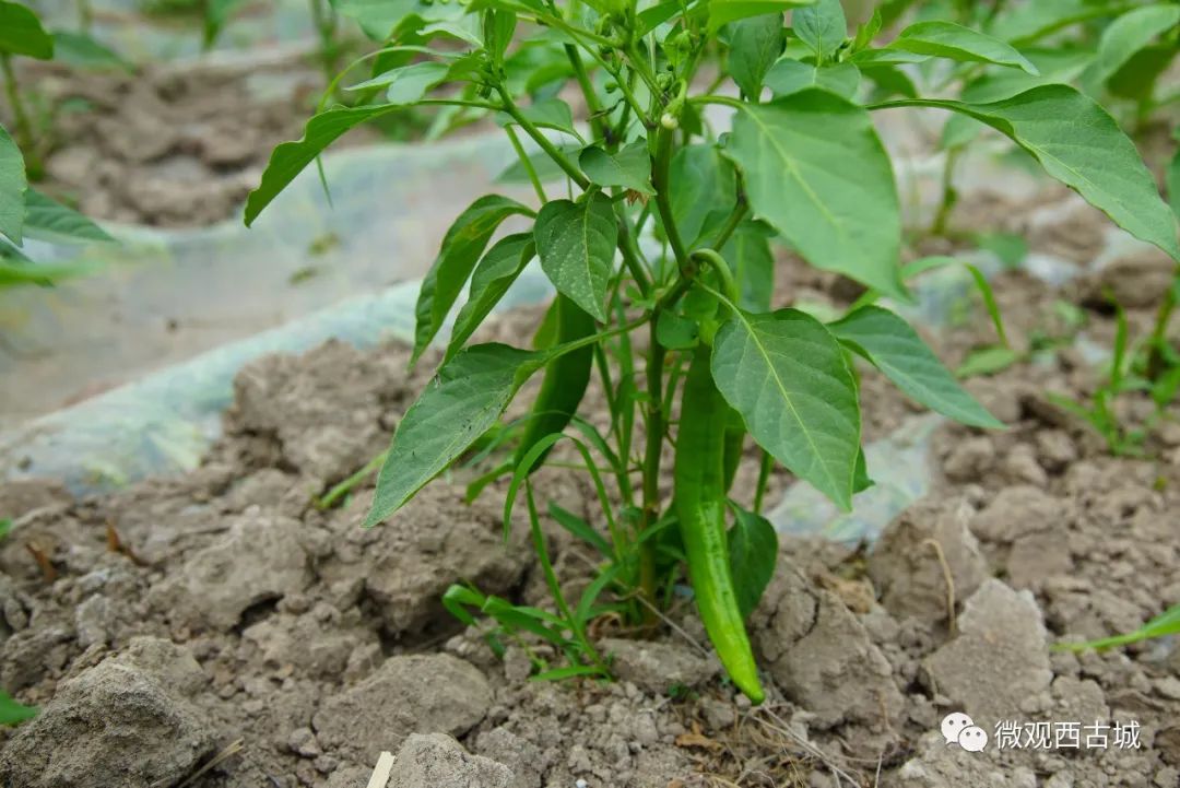 种植蔬菜致富材料_种蔬菜致富经_新型致富项目蔬菜