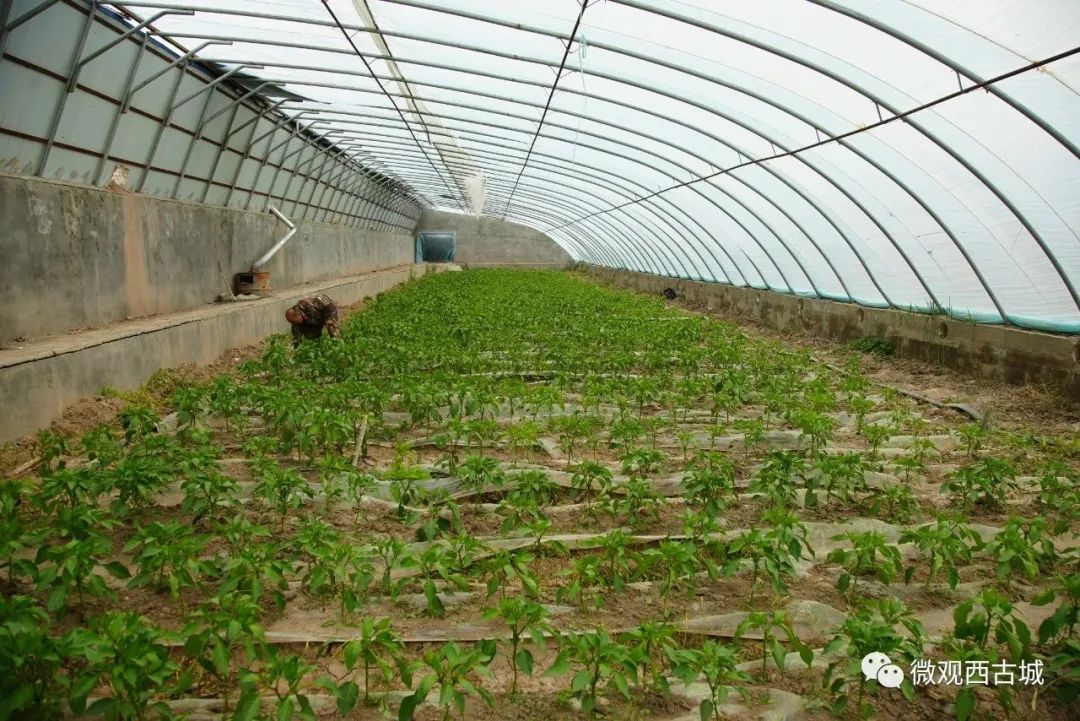 种蔬菜致富经_新型致富项目蔬菜_种植蔬菜致富材料
