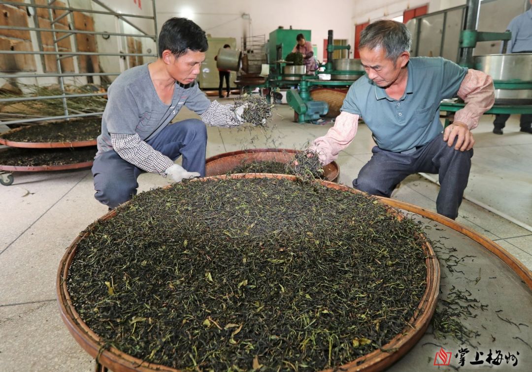 茶叶种植致富案例_茶叶致富经_茶农致富