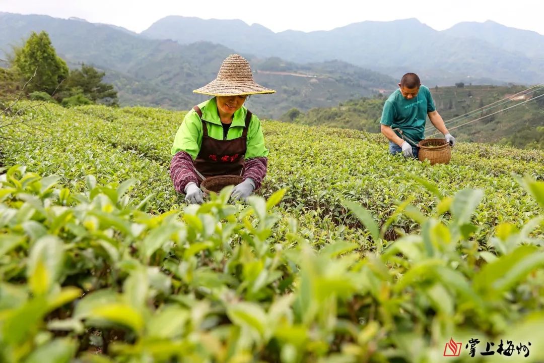 茶叶种植致富案例_茶叶致富经_茶农致富