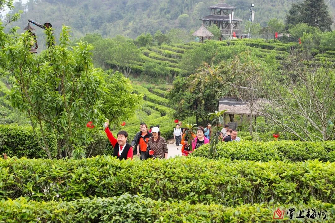 茶农致富_茶叶致富经_茶叶种植致富案例