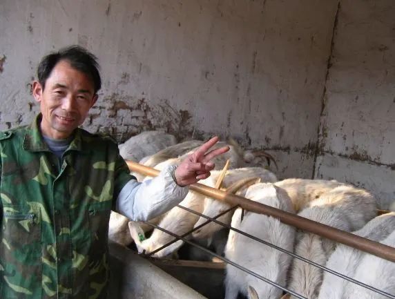 波尔山羊养殖技术全集_波尔山羊养殖方法_波尔山羊养殖技术视频教程