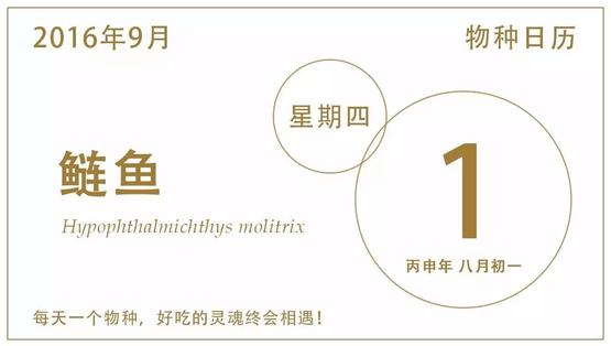 鲢鱼：我来自江河，却终应属于……池塘