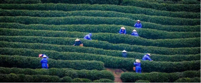 茶叶种植致富案例_以茶致富的故事_茶农致富