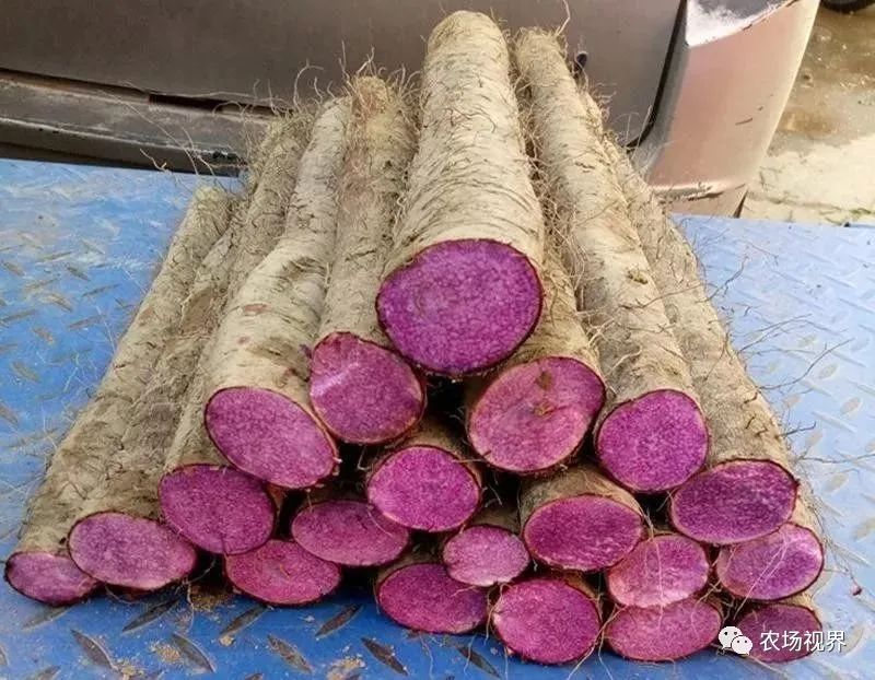 种植参考：坡地种菜亩赚2万，需要加点料：一个浅生槽、一把谷壳、一张地膜