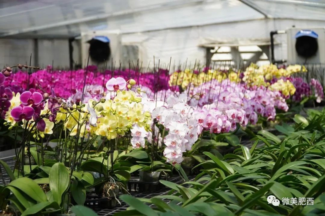 养花致富_种花致富经_种植花卉能致富吗知乎
