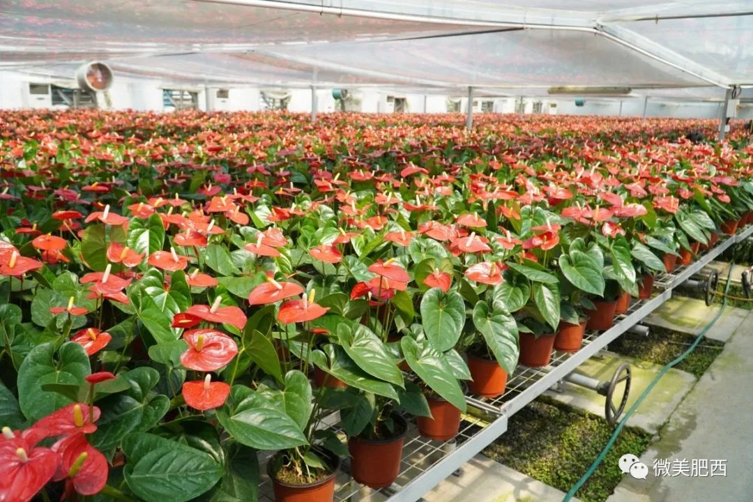 种花致富经_养花致富_种植花卉能致富吗知乎