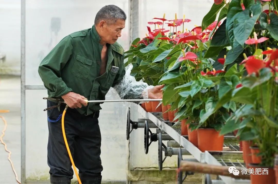 种植花卉能致富吗知乎_养花致富_种花致富经