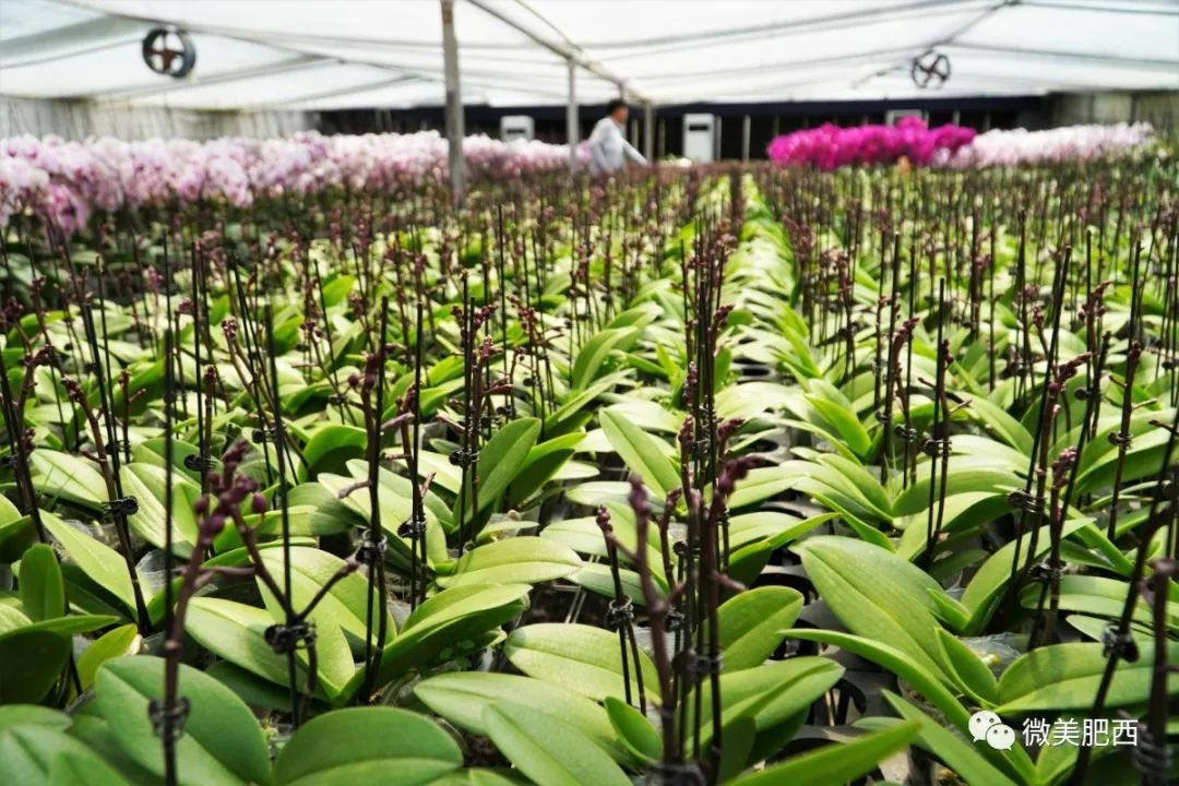 种花致富经_养花致富_种植花卉能致富吗知乎