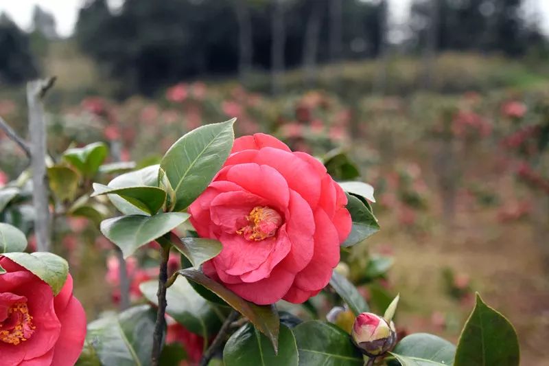 养花致富前景怎样_种植花卉能致富吗知乎_养花致富