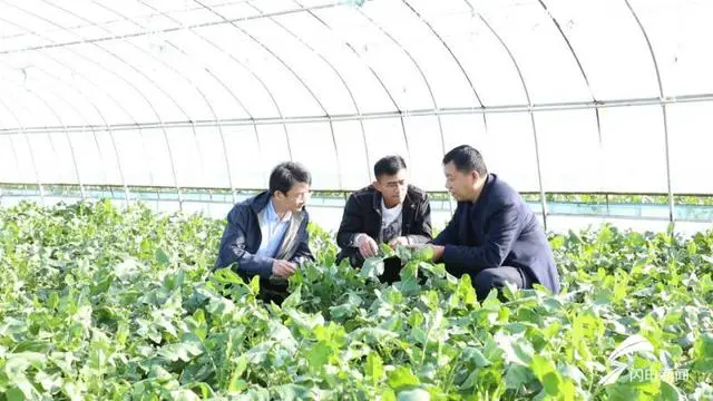 农村致富新项目种植业_新致富项目种植_特色种植致富新路