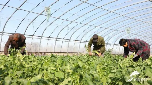新致富项目种植_特色种植致富新路_农村致富新项目种植业