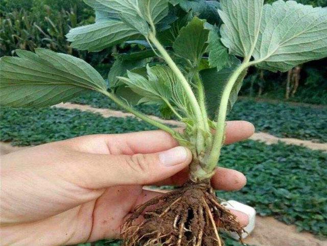 温室龙虾养殖视频_龙虾养殖温度多少_龙虾冬天温室养殖技术