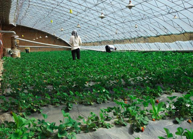 温室龙虾养殖视频_龙虾冬天温室养殖技术_龙虾养殖温度多少