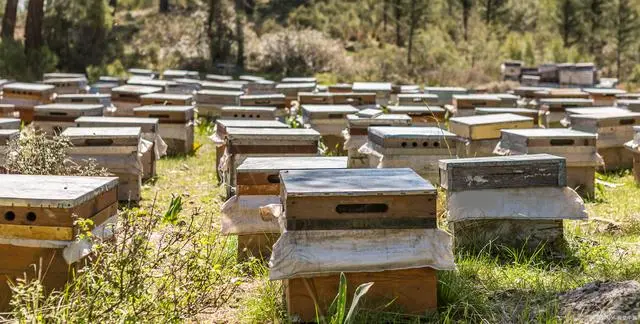 青米蜂养殖技术_蜂养殖技术_蜂养殖技术宝典