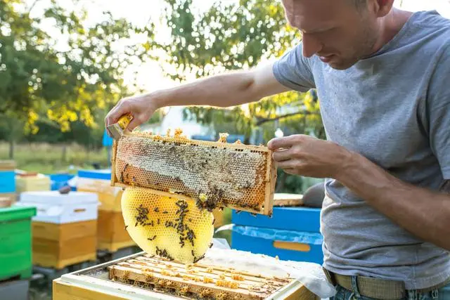 青米蜂养殖技术_蜂养殖技术宝典_蜂养殖技术