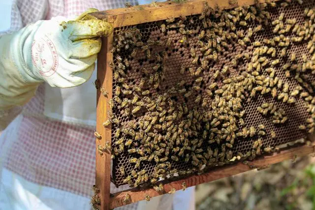 蜂养殖技术_蜂养殖技术宝典_青米蜂养殖技术
