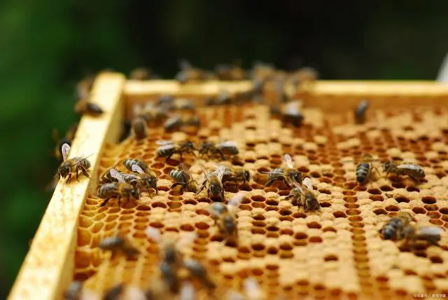 蜂养殖技术_青米蜂养殖技术_蜂养殖技术宝典