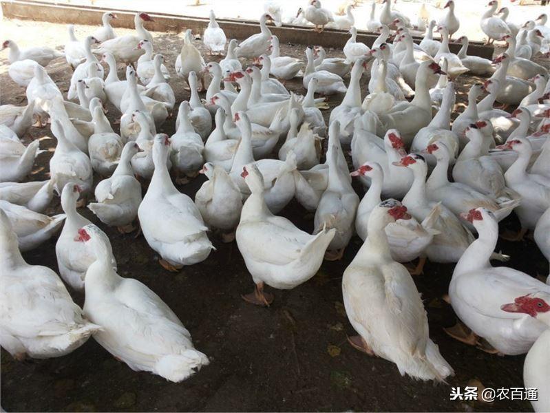 番鸭养殖技术要点_番鸭养殖前景怎么样_番鸭养殖新技术