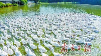 辣鹅有生机！养鹅业带动韶关南雄梅岭村人脱贫致富