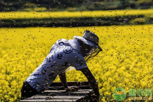 蜜蜂养殖技术及管理要点-图片版权归惠农网所有