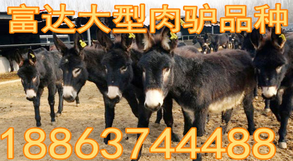 四川黑山猪养殖场_致富经四川养殖黑猪_四川内江黑猪养殖