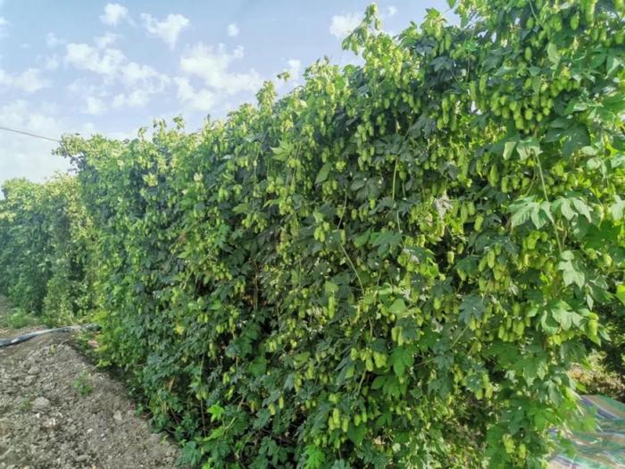 农村种植致富案例_新致富项目种植_特色种植致富新路