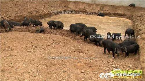 四川黑土猪养殖基地_致富经四川养殖黑猪_致富经养黑猪四川