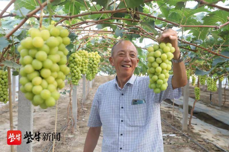 蛇瓜种植致富_致富种植蛇瓜视频_致富种植蛇瓜怎么样