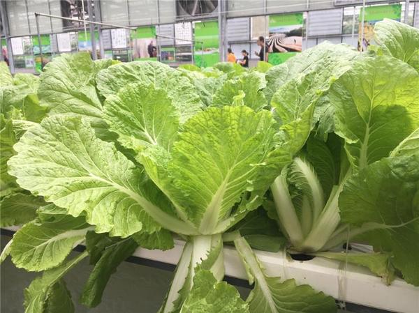 栽瓜种菜不用土？长春农博会探营：走近喝营养液长大的蔬菜瓜果