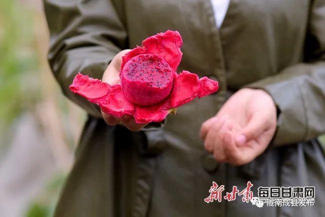 致富种植蛇瓜怎么样_蛇瓜种植致富_蛇瓜种植视频