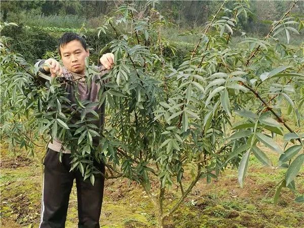 致富经花椒种植视频_致富花椒种植项目介绍_花椒种植致富项目