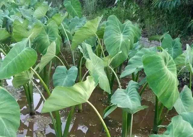 芋艿种植方法_芋艿种植技术视频_芋艿的种植技术