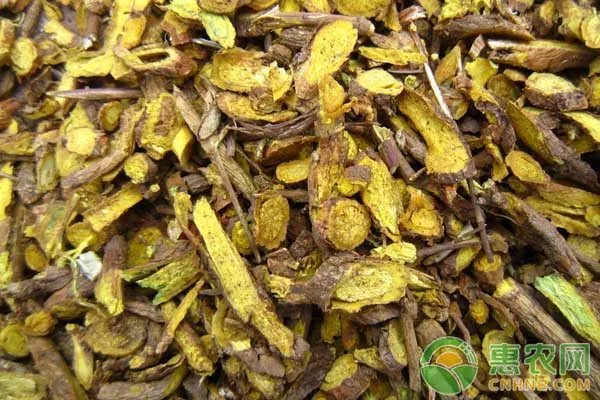 番茄种植技术和管理技术视频_黑番茄种植技术哪里有_番茄种植技术要点