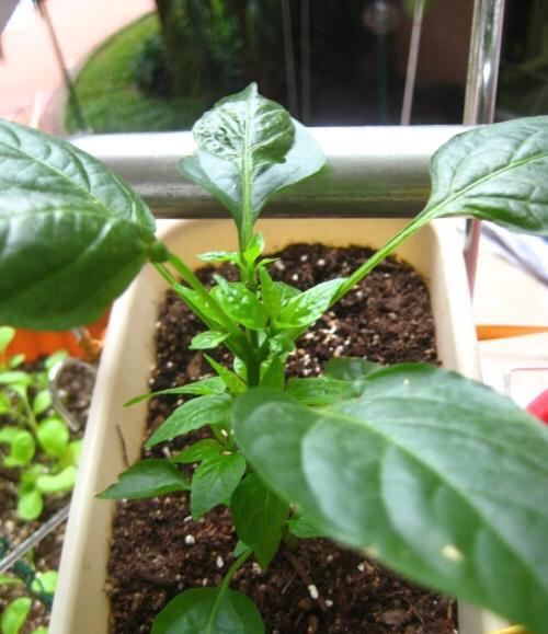 辣椒种植盆景技术与管理_辣椒种植盆景技术视频_辣椒盆景的种植技术