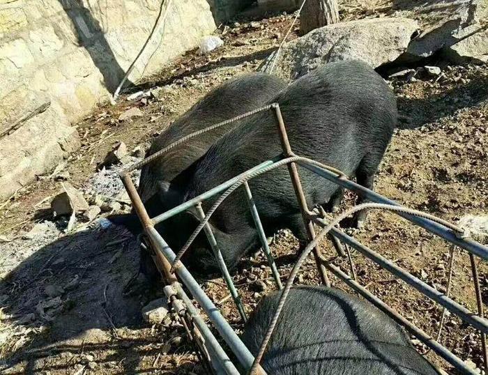 河北农民养殖草料黑猪 因1年出栏被邻居嘲笑 如今月收益超3万元