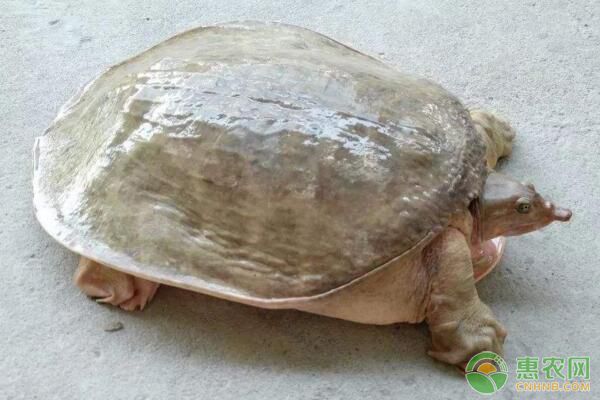 龟鳖种养植结合的三种主要养殖模式-图片版权归惠农网所有